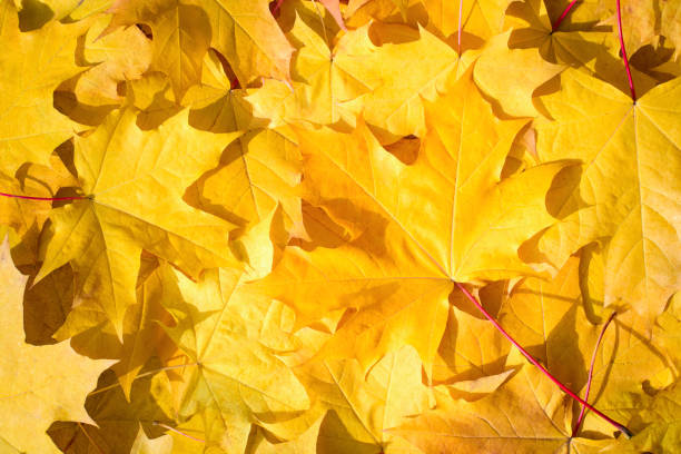 Yellow Leaf